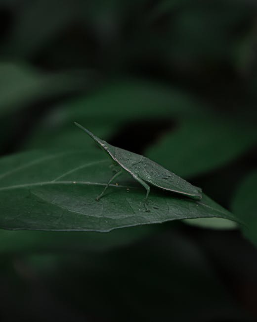 A close-up of a green insect resembling a leafhopper, resting on a dark green, veined leaf with a smooth texture. The insect's elongated body and pointed tail mimic a leaf's shape and coloration, prov